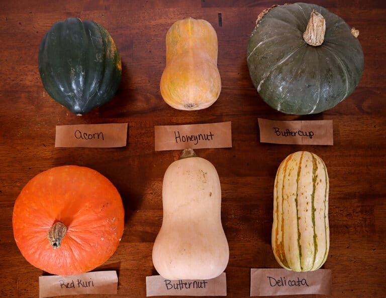 Winter Squash Guide And Taste Test Cook With Kerry